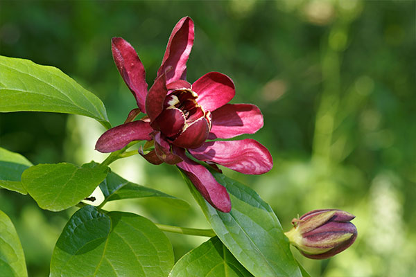 calycanthus-floridus-400