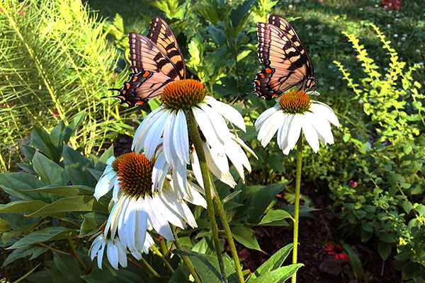 kathleen-echinacea-2